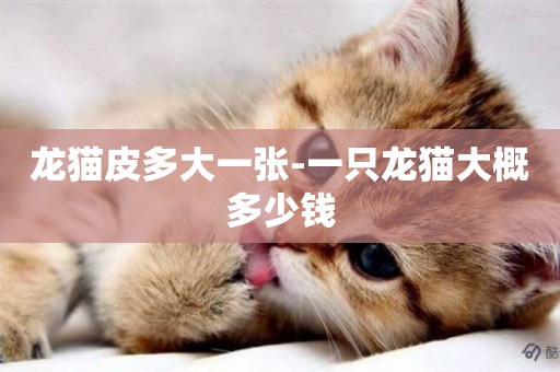 龍貓皮多大一張-一只龍貓大概多少錢