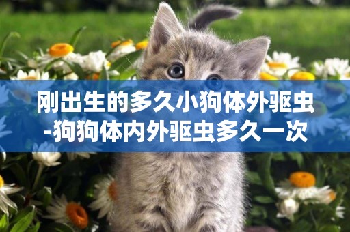 剛出生的多久小狗體外驅蟲-狗狗體內外驅蟲多久一次