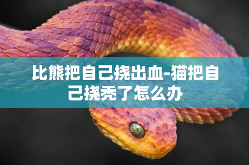比熊把自己撓出血-貓把自己撓禿了怎么辦