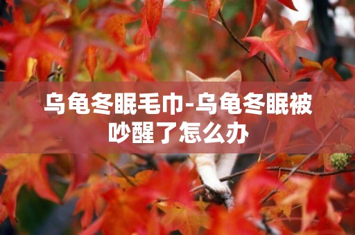 烏龜冬眠毛巾-烏龜冬眠被吵醒了怎么辦