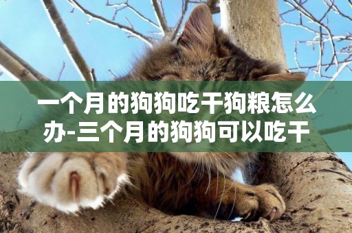 一個月的狗狗吃干狗糧怎么辦-三個月的狗狗可以吃干狗糧嗎