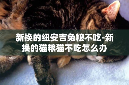 新換的紐安吉兔糧不吃-新換的貓糧貓不吃怎么辦