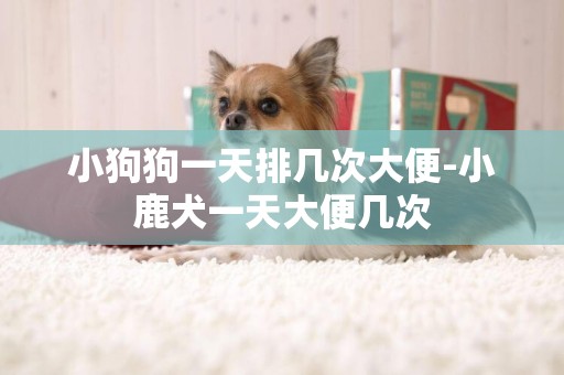 小狗狗一天排幾次大便-小鹿犬一天大便幾次