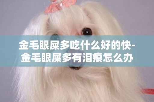 金毛眼屎多吃什么好的快-金毛眼屎多有淚痕怎么辦