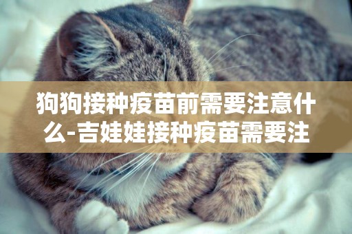 狗狗接種疫苗前需要注意什么-吉娃娃接種疫苗需要注意什么