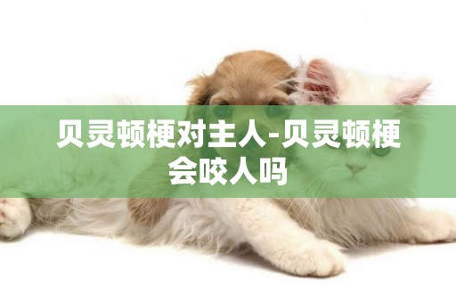 貝靈頓梗對主人-貝靈頓梗會咬人嗎