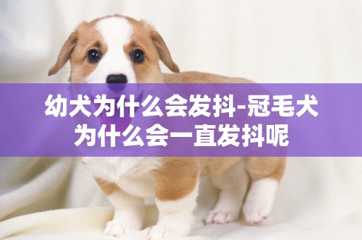 幼犬為什么會發抖-冠毛犬為什么會一直發抖呢