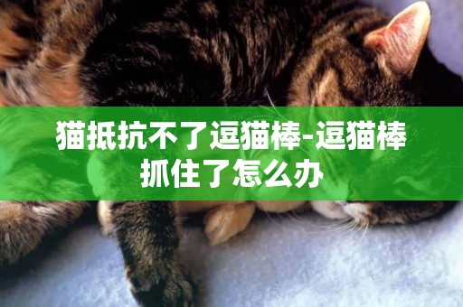 貓抵抗不了逗貓棒-逗貓棒抓住了怎么辦