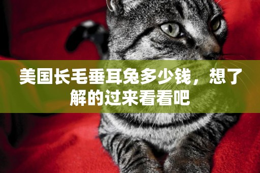 美國長毛垂耳兔多少錢,想了解的過來看看吧 美國長毛垂耳兔多少錢,想了解的過來看看吧