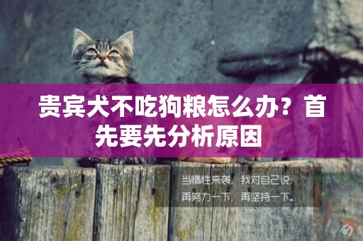 貴賓犬不吃狗糧怎么辦？首先要先分析原因 