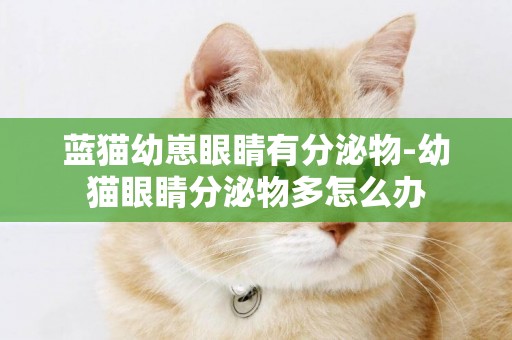 藍貓幼崽眼睛有分泌物-幼貓眼睛分泌物多怎么辦