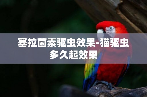 塞拉菌素驅蟲效果-貓驅蟲多久起效果