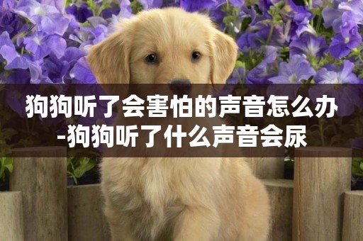 狗狗聽了會害怕的聲音怎么辦-狗狗聽了什么聲音會尿
