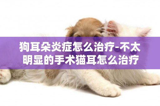 狗耳朵炎癥怎么治療-不太明顯的手術貓耳怎么治療