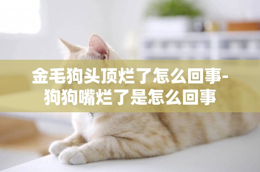 金毛狗頭頂爛了怎么回事-狗狗嘴爛了是怎么回事