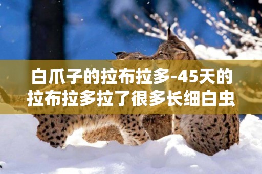 白爪子的拉布拉多-45天的拉布拉多拉了很多長細白蟲