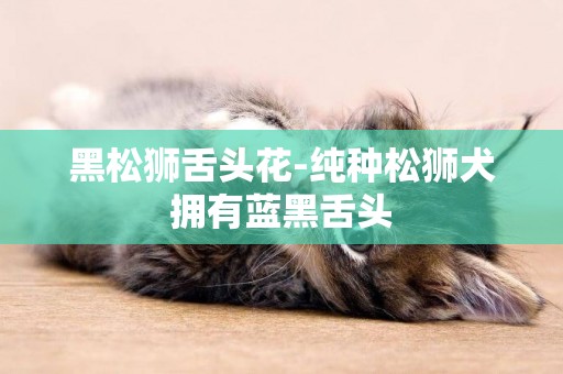 黑松獅舌頭花-純種松獅犬擁有藍黑舌頭