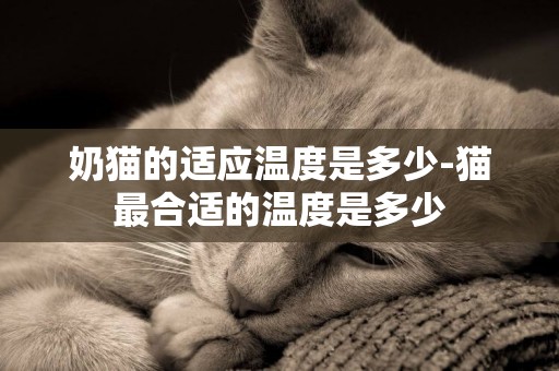 奶貓的適應溫度是多少-貓最合適的溫度是多少