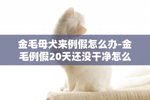 金毛母犬來例假怎么辦-金毛例假20天還沒干凈怎么辦