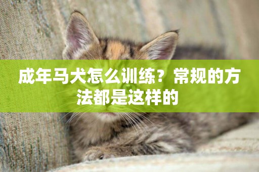 成年馬犬怎么訓練？常規的方法都是這樣的 