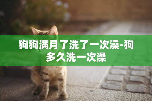 狗狗滿月了洗了一次澡-狗多久洗一次澡