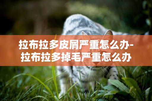 拉布拉多皮屑嚴重怎么辦-拉布拉多掉毛嚴重怎么辦