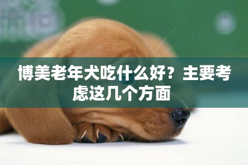 博美老年犬吃什么好？主要考慮這幾個方面 