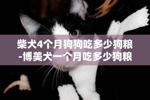 柴犬4個月狗狗吃多少狗糧-博美犬一個月吃多少狗糧