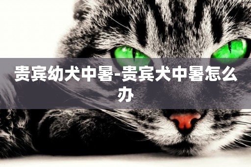 貴賓幼犬中暑-貴賓犬中暑怎么辦