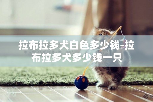 拉布拉多犬白色多少錢-拉布拉多犬多少錢一只