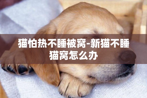 貓怕熱不睡被窩-新貓不睡貓窩怎么辦