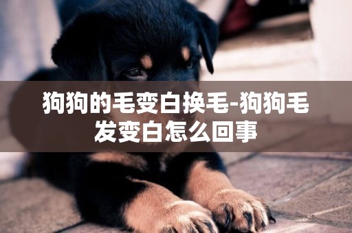 狗狗的毛變白換毛-狗狗毛發變白怎么回事