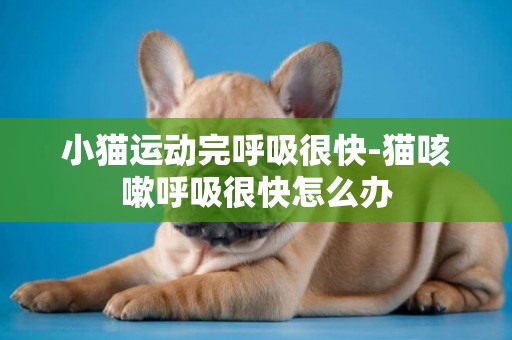 小貓運動完呼吸很快-貓咳嗽呼吸很快怎么辦