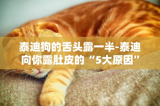 泰迪狗的舌頭露一半-泰迪向你露肚皮的“5大原因”