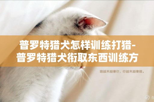 普羅特獵犬怎樣訓練打獵-普羅特獵犬銜取東西訓練方法
