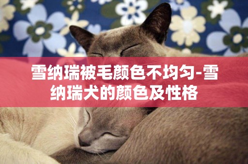 雪納瑞被毛顏色不均勻-雪納瑞犬的顏色及性格