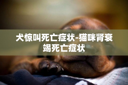 犬驚叫死亡癥狀-貓咪腎衰竭死亡癥狀