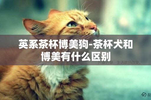 英系茶杯博美狗-茶杯犬和博美有什么區別