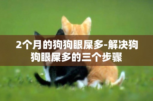 2個月的狗狗眼屎多-解決狗狗眼屎多的三個步驟