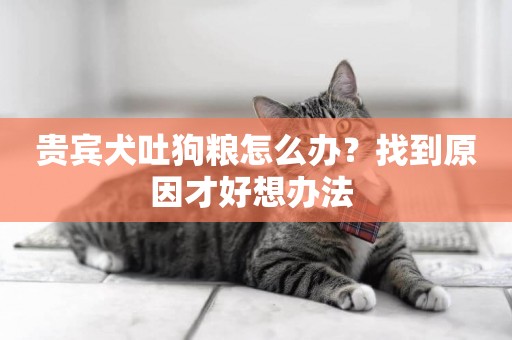 貴賓犬吐狗糧怎么辦？找到原因才好想辦法 