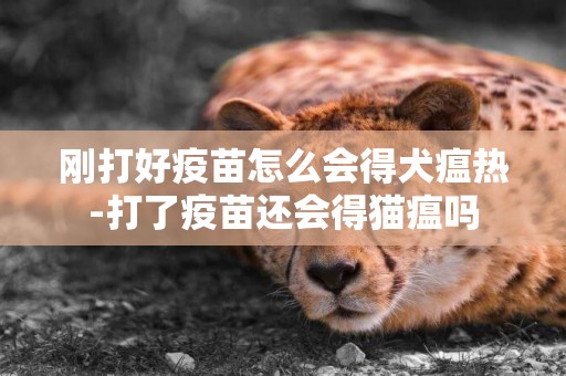剛打好疫苗怎么會得犬瘟熱-打了疫苗還會得貓瘟嗎
