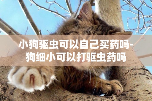 小狗驅蟲可以自己買藥嗎-狗細小可以打驅蟲藥嗎