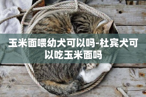 玉米面喂幼犬可以嗎-杜賓犬可以吃玉米面嗎
