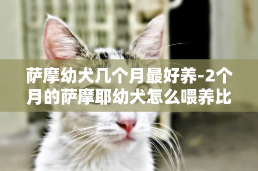 薩摩幼犬幾個月最好養-2個月的薩摩耶幼犬怎么喂養比較好