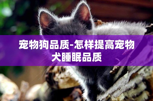 寵物狗品質-怎樣提高寵物犬睡眠品質