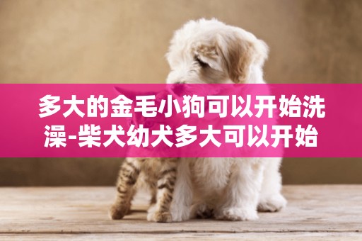 多大的金毛小狗可以開始洗澡-柴犬幼犬多大可以開始洗澡