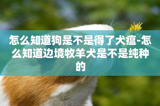 怎么知道狗是不是得了犬瘟-怎么知道邊境牧羊犬是不是純種的