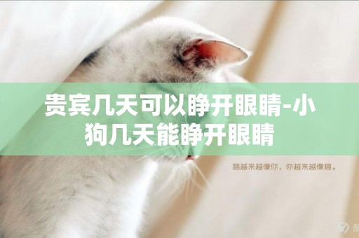 貴賓幾天可以睜開眼睛-小狗幾天能睜開眼睛