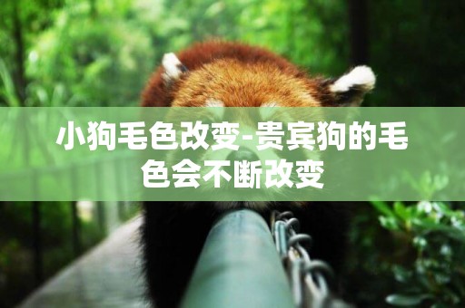 小狗毛色改變-貴賓狗的毛色會不斷改變