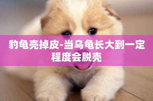 豹龜殼掉皮-當烏龜長大到一定程度會脫殼